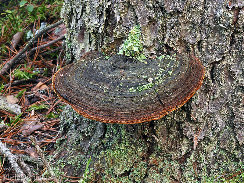 Phellinus pini Dennevuurzwam Czyreń sosnowy