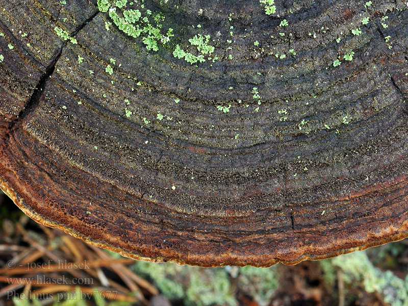 Phellinus pini Ohňovec sosnový Fyrre-ildporesvamp