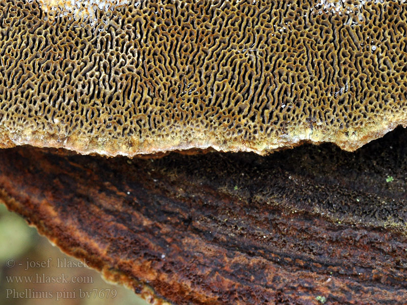 Phellinus pini Tallticka Männynkääpä Tramète pin