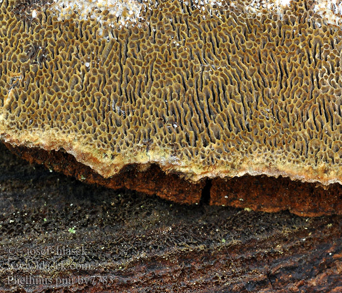 Phellinus pini Furustokkjuke Сосновая губка Red ring rot