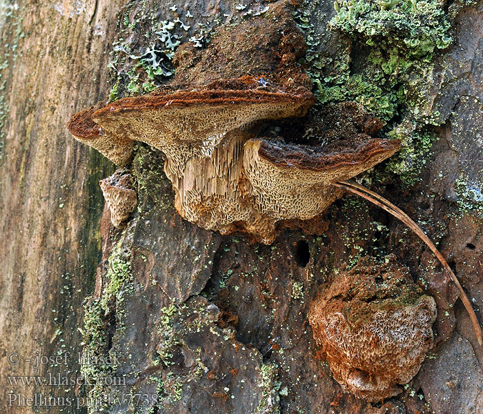 Phellinus pini Kiefern-Feuerschwamm