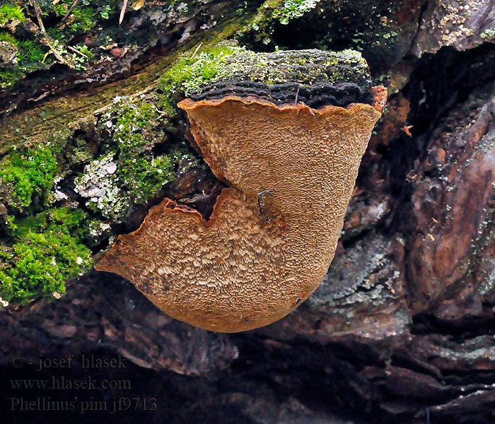 Czyreń sosnowy Ohňovec sosnový Fyrre-ildporesvamp Phellinus pini