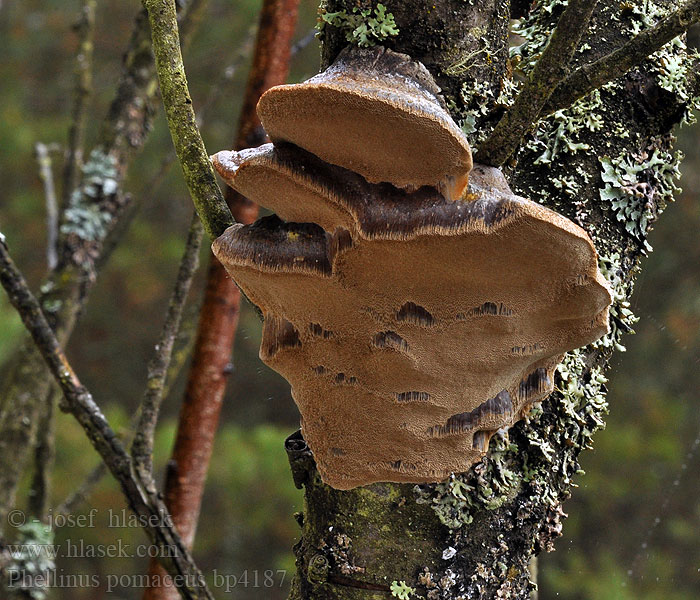 Phellinus pomaceus tuberculosus Ohňovec ovocný