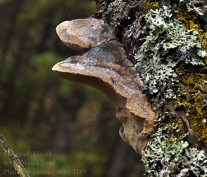 Phellinus pomaceus Pflaumen-Feuerschwamm Czyreń śliwowy