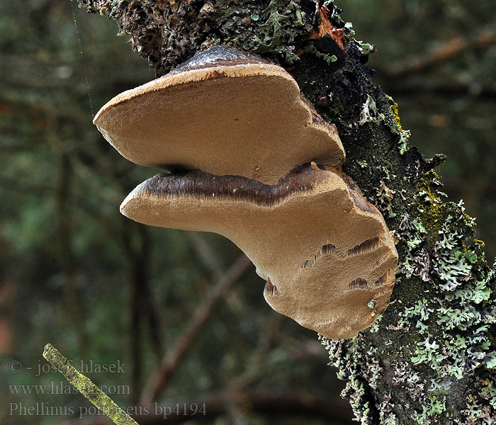 Phellinus pomaceus Ohňovec slivkový Blomme-ildporesvamp