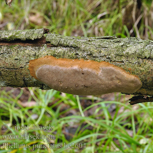 Phellinus punctatus Polyporus Fomitiporia punctata Ohňovec tečkovaný skvrnitý Pude-ildporesvamp Kuhmukääpä Phellin tacheté Vlakke vuurzwam Ploščati plutač Polsterförmiger Feuerschwamm Putekjuke Czyreń rozpostarty Феллинус точечный Ohňovec bodkovaný Ploščati plutač Kuddticka