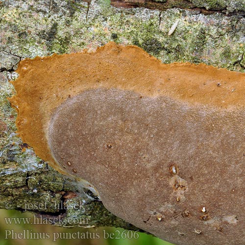 Phellinus punctatus be2606