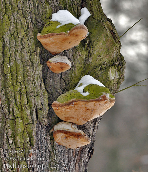 Phellinus robustus Fomes Ohňovec statný Robust Bracket Robustus conk Phellin robuste Boomgaardvuurzwam Czyreń dębowy Eichenfeuerschwamm Eichen Feuerschwamm Ege-Ildporesvamp Tammenkääpä Vastagtapló Eikeildkjuke Трутовик ложный дубовый Ohňovec mohutný Ekticka