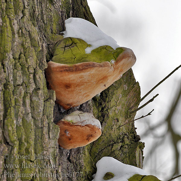 Phellinus robustus be6177