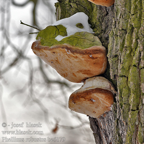 Phellinus robustus be6179