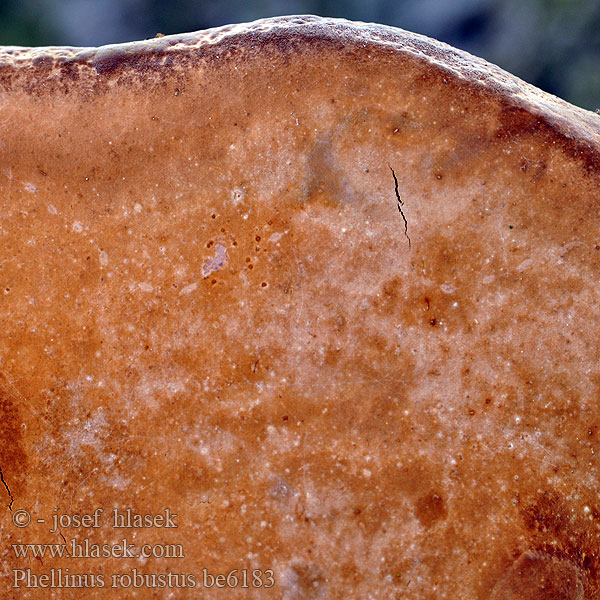 Phellinus robustus be6183