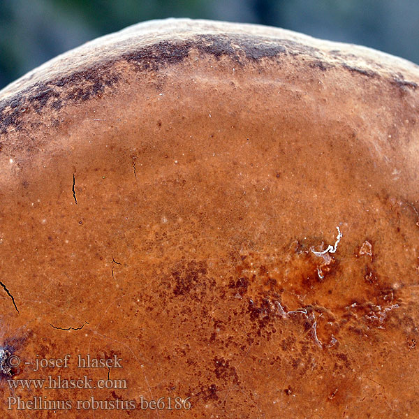 Ekticka Phellinus robustus Fomes Ohňovec statný Robust Bracket Robustus conk Phellin robuste Boomgaardvuurzwam Czyreń dębowy Eichenfeuerschwamm Eichen Feuerschwamm Ege-Ildporesvamp Tammenkääpä Vastagtapló Eikeildkjuke Трутовик ложный дубовый Ohňovec mohutný