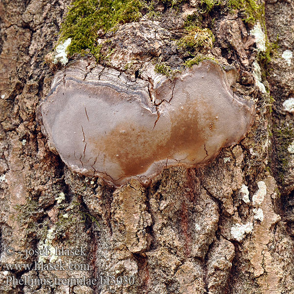 Phellinus tremulae White heartwood rot Ohňovec osikový Polypore tremble Espen Feuerschwamm Czyreń osikowy 窄盖木层孔菌 Aspticka Haavankääpä Populierenvuurzwam Ospeildkjuke Трутовик ложный осиновый