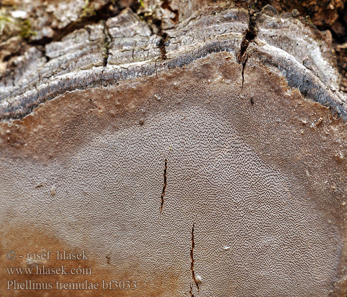 Phellinus tremulae bf3033