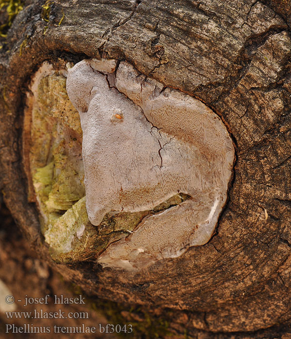 Aspticka Haavankääpä Populierenvuurzwam Ospeildkjuke Трутовик ложный осиновый Phellinus tremulae White heartwood rot Ohňovec osikový Polypore tremble Espen Feuerschwamm Czyreń osikowy 窄盖木层孔菌