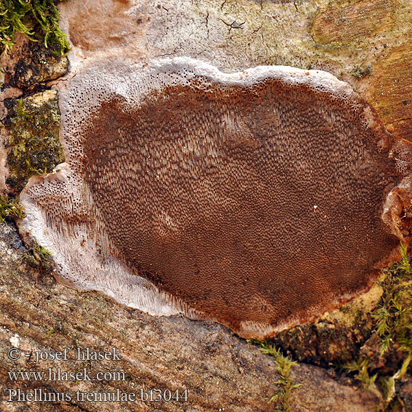 Phellinus tremulae bf3044