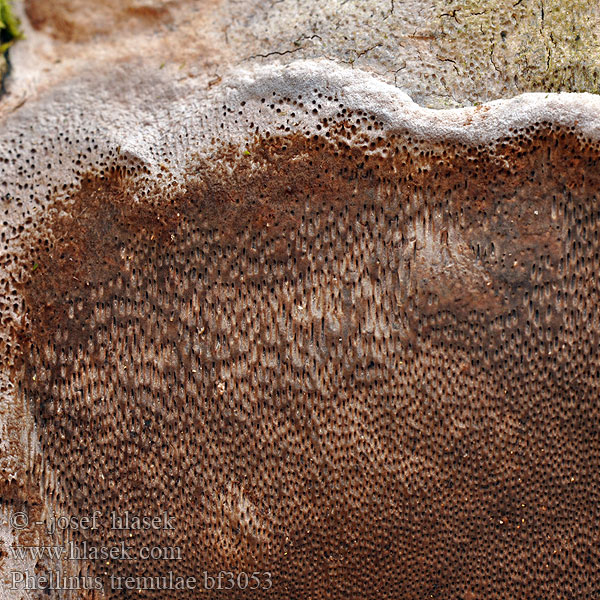 Phellinus tremulae bf3053