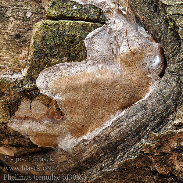 Phellinus tremulae bf3069