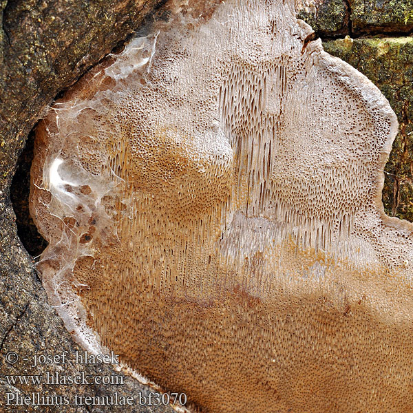 Phellinus tremulae bf3070