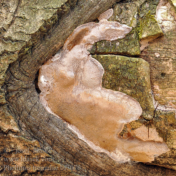 Haavankääpä Populierenvuurzwam Ospeildkjuke Трутовик ложный осиновый Phellinus tremulae White heartwood rot Ohňovec osikový Polypore tremble Espen Feuerschwamm Czyreń osikowy 窄盖木层孔菌 Aspticka