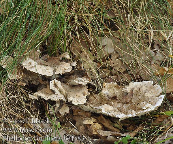 Phellodon confluens Fused tooth Lošáček statný