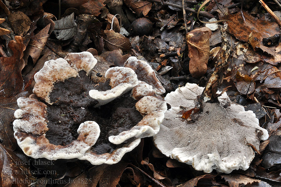 Phellodon confluens Fused tooth