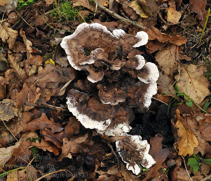 Phellodon confluens Starkriechender Duftstacheling