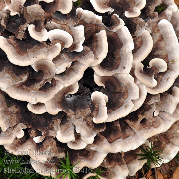 Phellodon melaleucus bi3416