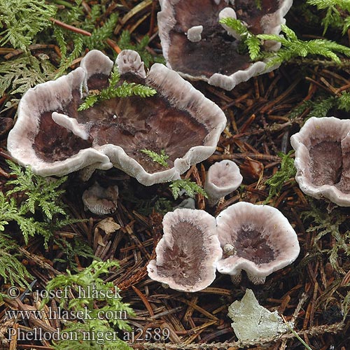 Phellodon niger Calodon nigrum Hydnum Korkoząb czarniawy