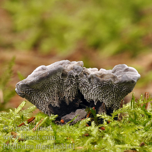 Phellodon niger be3141