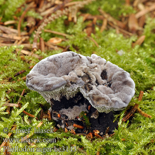 Phellodon niger be3143