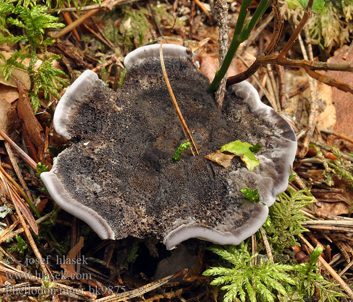 Phellodon niger Calodon nigrum Hydnum