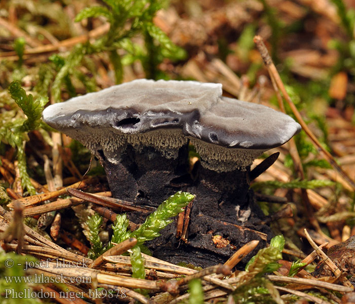 Phellodon niger Korkoząb czarniawy