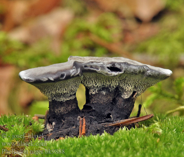 Phellodon niger Hidno negro Bolet d'agulles negre