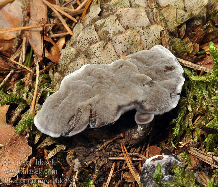 Phellodon niger Schwarzer Duftstacheling Stacheling Korkstacheling