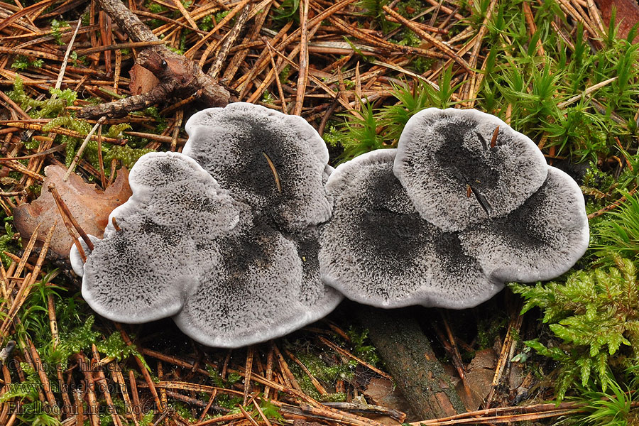 Svartsølvpigg クロハリタケ Hydne noir Phellodon niger