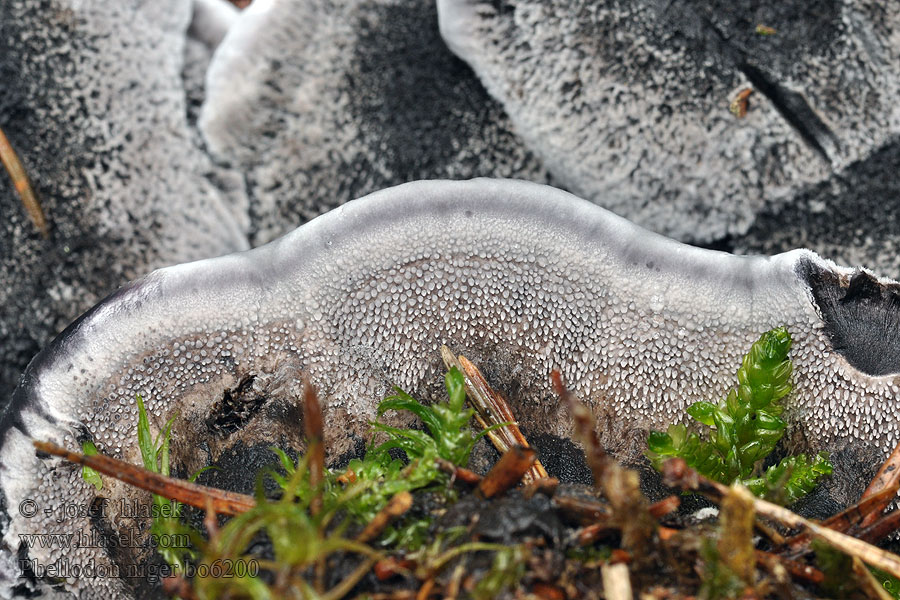 Mørk læderpigsvamp Blauwzwarte stekelzwam Phellodon niger