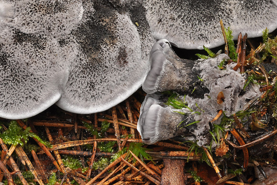 Schwarzer Duftstacheling Stacheling Korkstacheling Phellodon niger