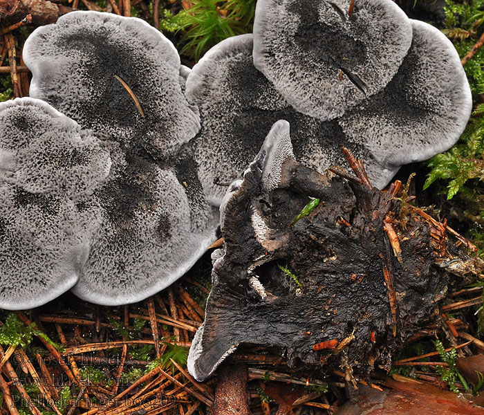 Calodon nigrum Hydnum Korkoząb czarniawy Phellodon niger