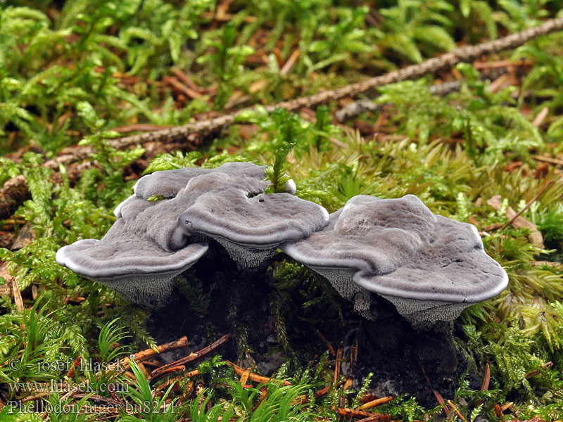 Phellodon niger Mørk læderpigsvamp