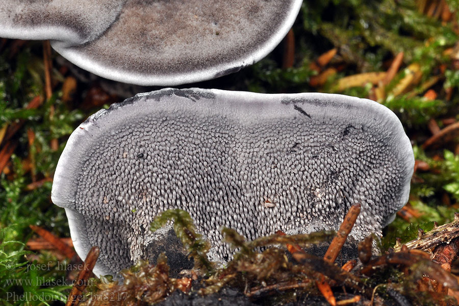 Phellodon niger Blauwzwarte stekelzwam