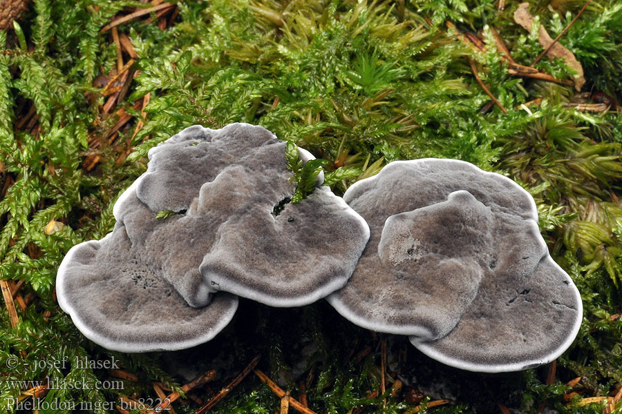 Phellodon niger Svartsølvpigg