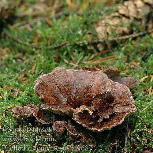 Phellodon tomentosus Lošáček číškovitý Lošák