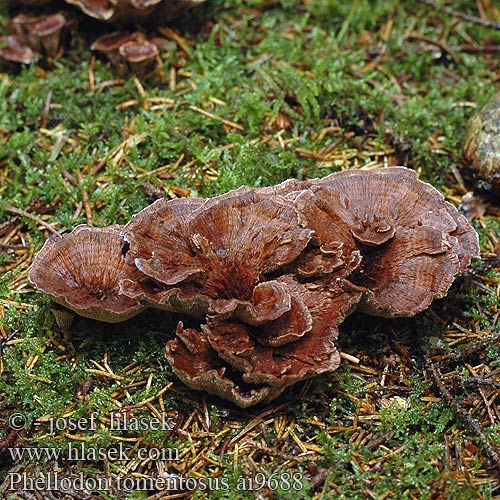 Phellodon tomentosus Funnel Tooth fungus Tragtformet