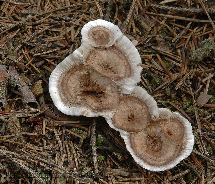 Phellodon tomentosus