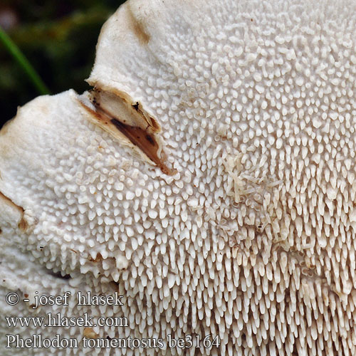 Phellodon tomentosus be3164