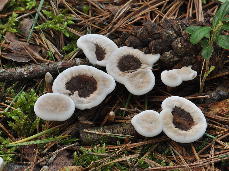 Phellodon tomentosus