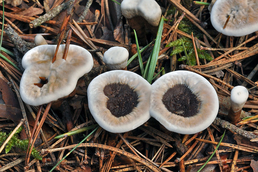 Phellodon tomentosus