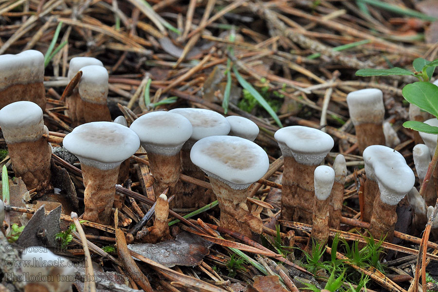 Korkovec čiaškovitý Phellodon tomentosus