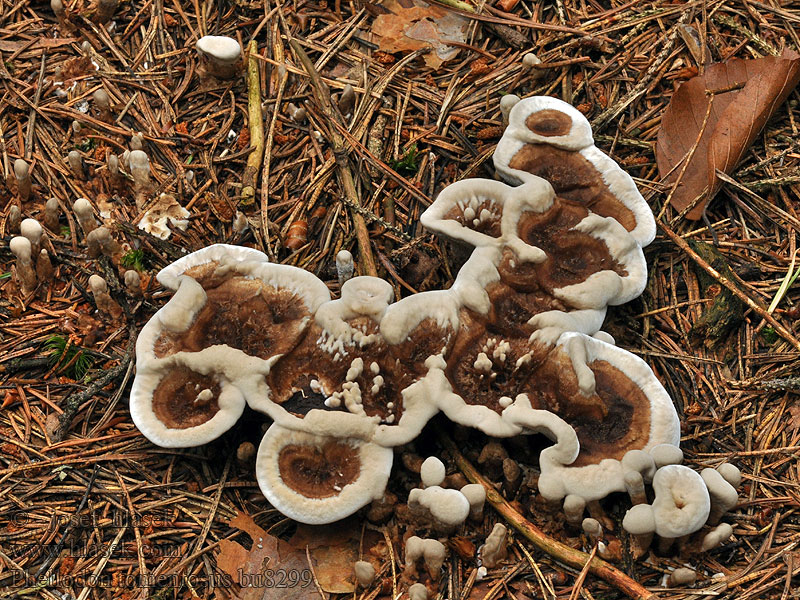 Funnel Tooth fungus Tragtformet læderpigsvamp Phellodon tomentosus